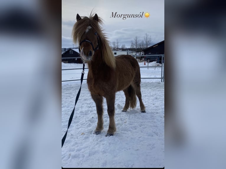 Icelandic Horse Mare 5 years 13,3 hh Chestnut-Red in Bl&#xF6;ndu&#xF3;si