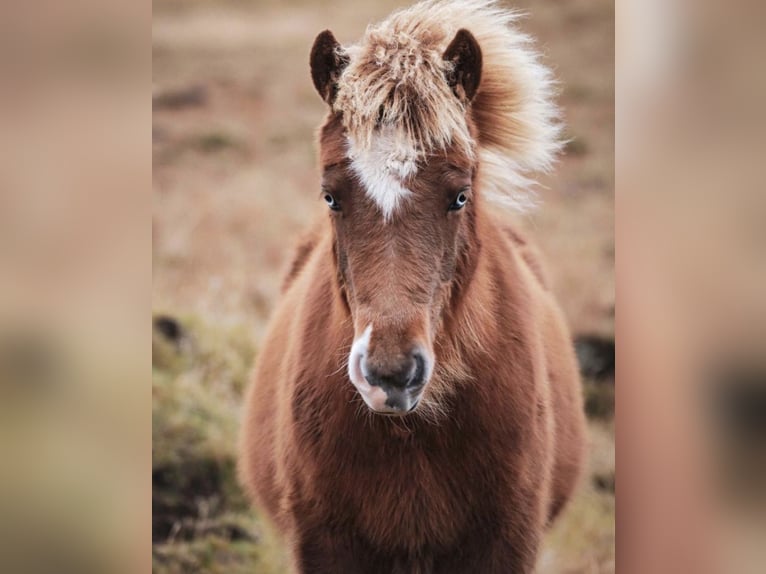 Icelandic Horse Mare 5 years 13,3 hh Chestnut-Red in Bl&#xF6;ndu&#xF3;si