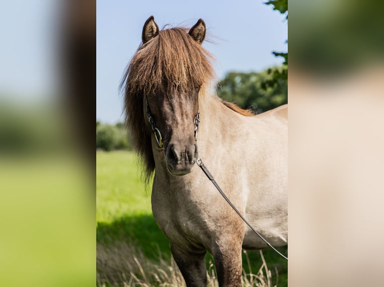 Icelandic Horse Mare 5 years 13,3 hh Dun in Lehmrade