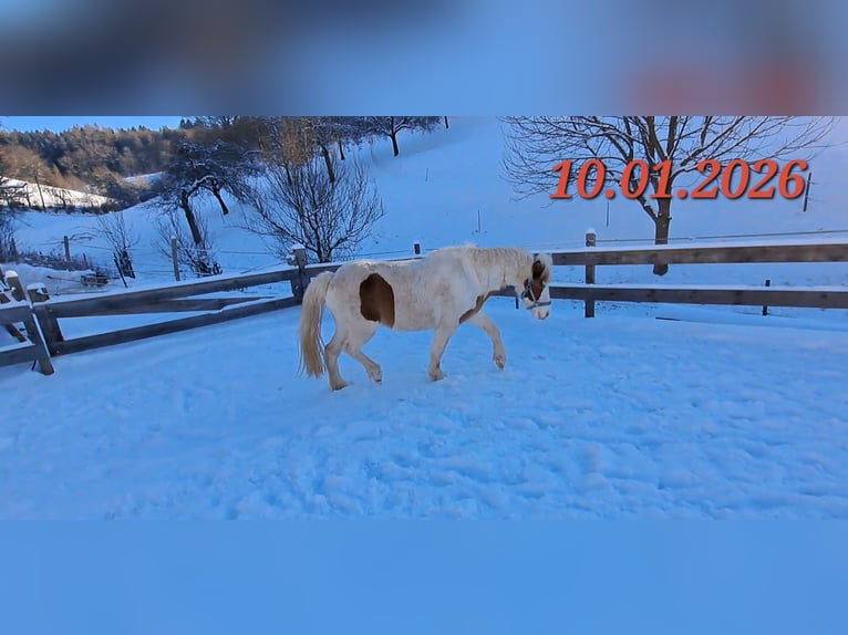 Icelandic Horse Mare 5 years 13,3 hh Pinto in Oberzent