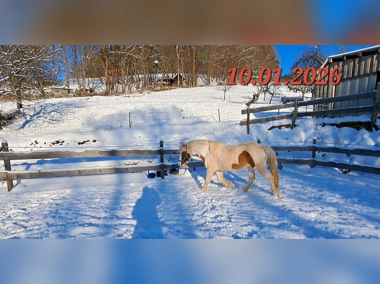 Icelandic Horse Mare 5 years 13,3 hh Pinto in Oberzent