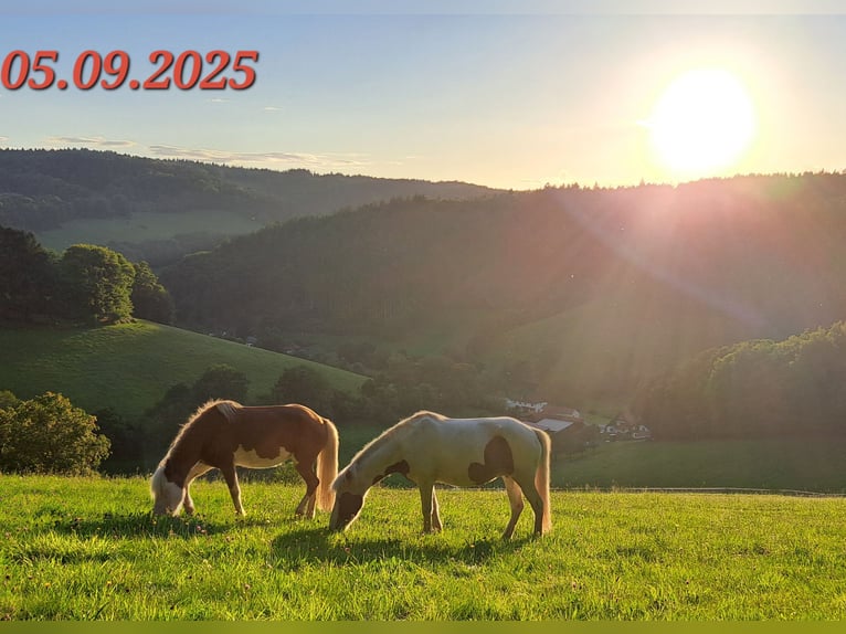 Icelandic Horse Mare 5 years 13,3 hh Pinto in Oberzent