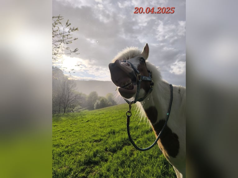 Icelandic Horse Mare 5 years 13,3 hh Pinto in Oberzent