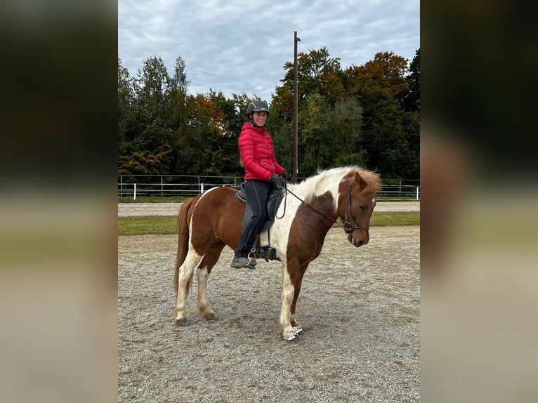 Icelandic Horse Mare 5 years 13,3 hh Pinto in Sankt Radegund