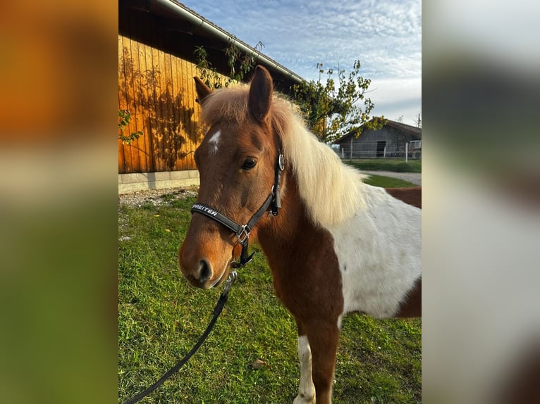 Icelandic Horse Mare 5 years 13,3 hh Pinto in Sankt Radegund