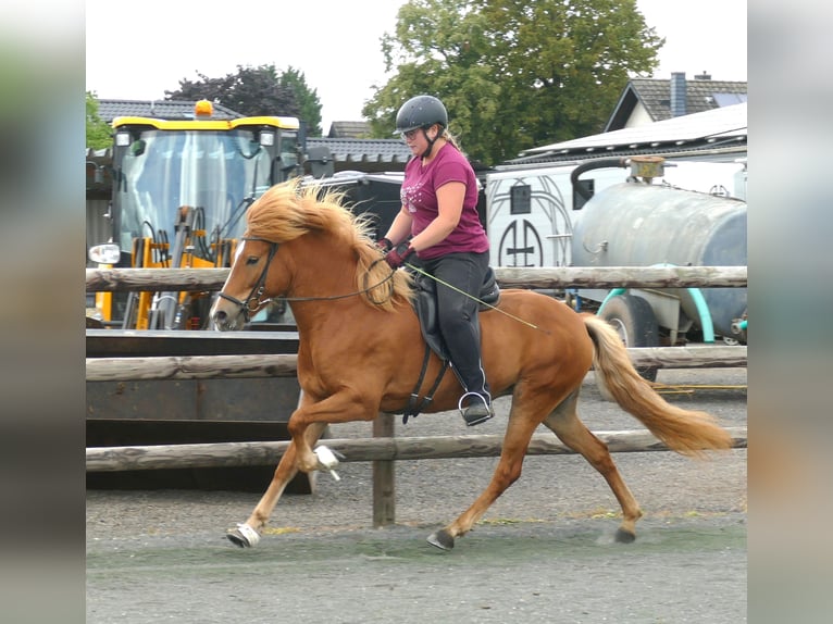 Icelandic Horse Mare 5 years 14,1 hh Chestnut-Red in Euskirchen