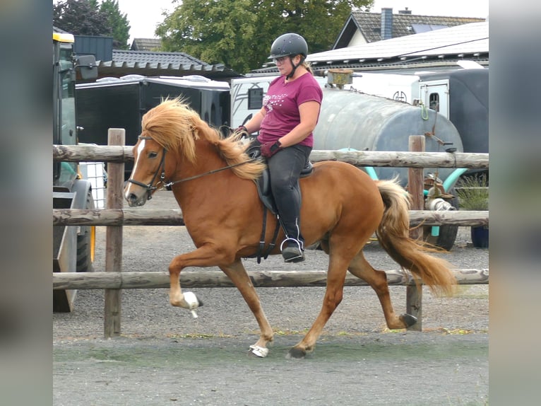 Icelandic Horse Mare 5 years 14,1 hh Chestnut-Red in Euskirchen