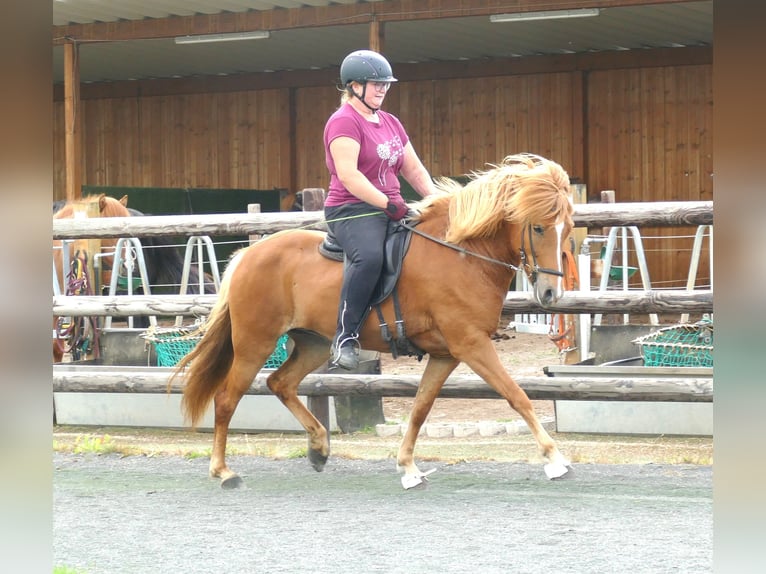 Icelandic Horse Mare 5 years 14,1 hh Chestnut-Red in Euskirchen