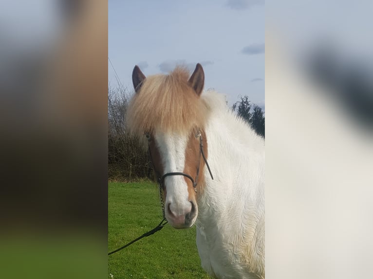 Icelandic Horse Mare 5 years 14,1 hh Pinto in Bergneustadt