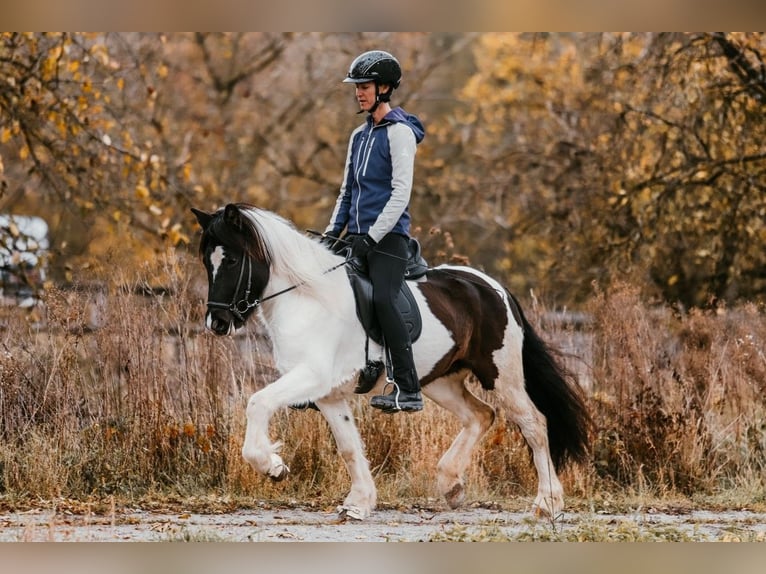 Icelandic Horse Mare 5 years 14,1 hh Pinto in Taufkirchen an der Trattnach