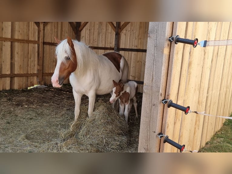 Icelandic Horse Mare 5 years 14,2 hh Tobiano-all-colors in Eisgarn