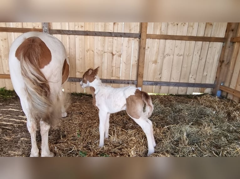 Icelandic Horse Mare 5 years 14,2 hh Tobiano-all-colors in Eisgarn