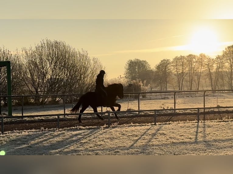Icelandic Horse Mare 5 years 14 hh Black in Soltau