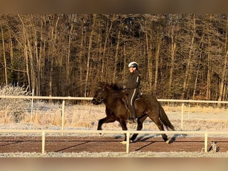Icelandic Horse Mare 5 years 14 hh Black in Soltau