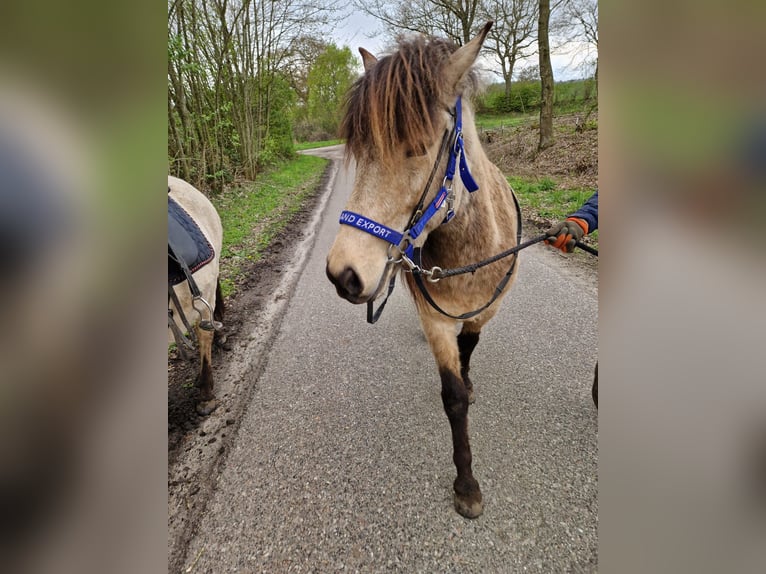 Icelandic Horse Mare 5 years 14 hh in Blunk