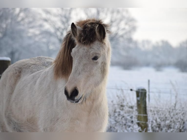 Icelandic Horse Mare 5 years 14 hh in Blunk
