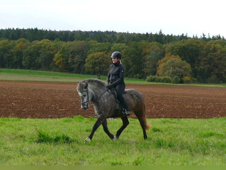 Icelandic Horse Mare 5 years 14 hh Grey-Dapple in Euskirchen