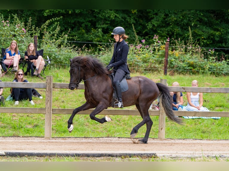 Icelandic Horse Mare 5 years 14 hh Smoky-Black in Kalenborn