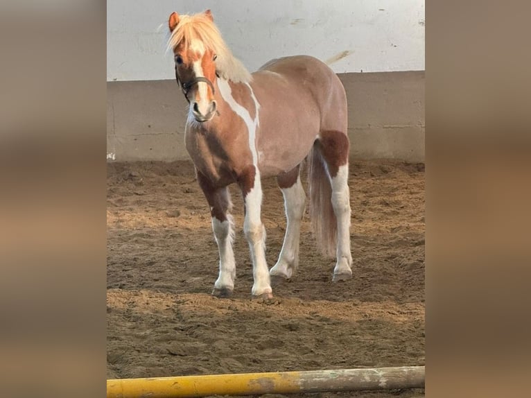 Icelandic Horse Mare 5 years 14,1 hh Brown in Oechsen