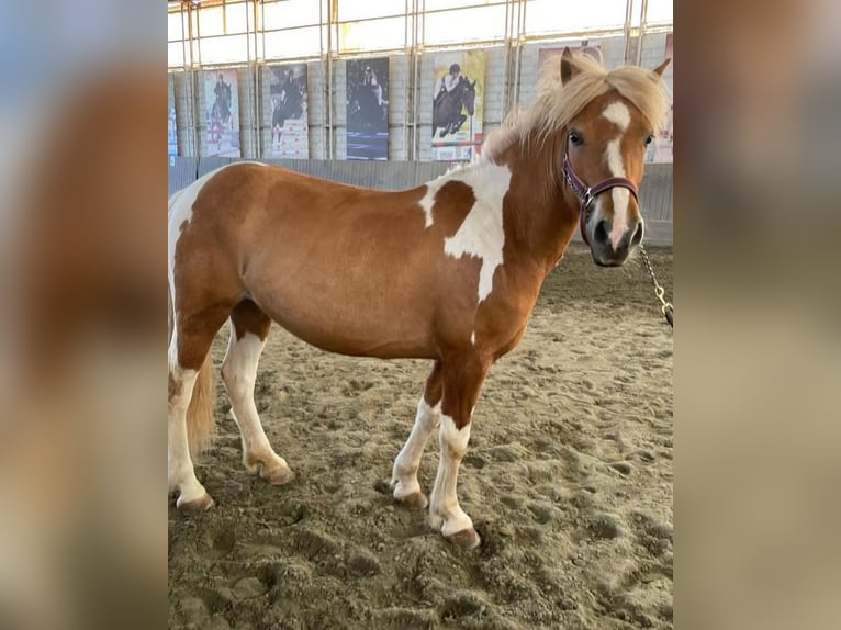Icelandic Horse Mare 5 years 14,1 hh Brown in Oechsen