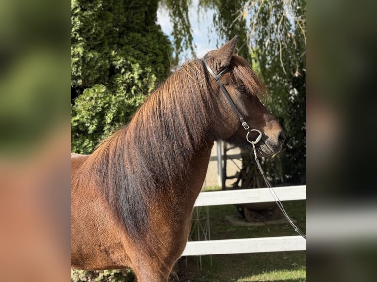 Icelandic Horse Mare 5 years 14,1 hh Brown in Lochen am See
