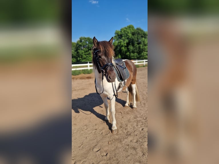 Icelandic Horse Mare 5 years 14,1 hh Pinto in St&#xFC;denitz-Sch&#xF6;nermark
