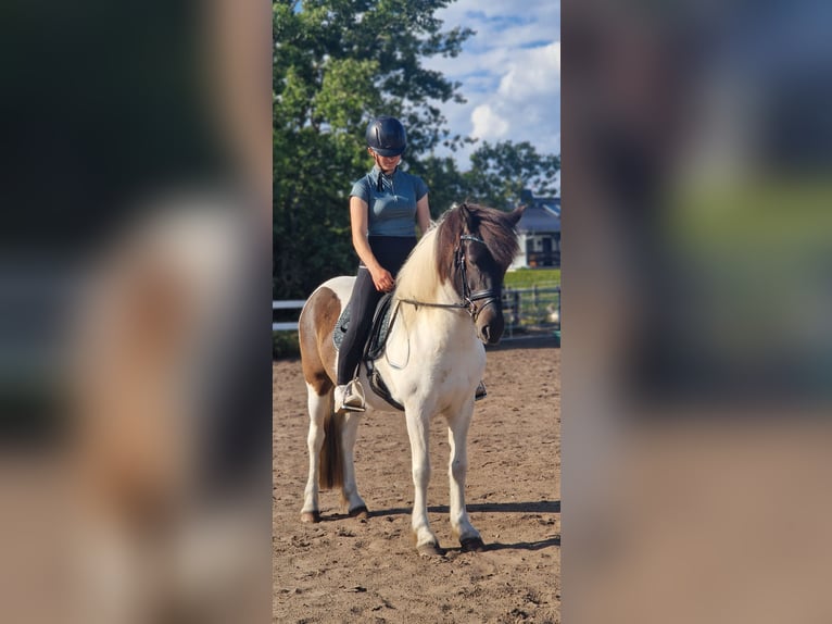 Icelandic Horse Mare 5 years 14,1 hh Pinto in St&#xFC;denitz-Sch&#xF6;nermark