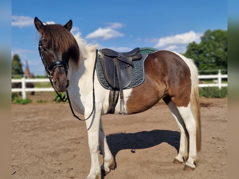 Icelandic Horse Mare 5 years 14,1 hh Pinto in St&#xFC;denitz-Sch&#xF6;nermark