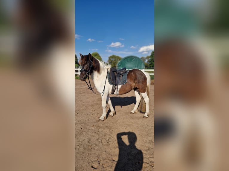 Icelandic Horse Mare 5 years 14,1 hh Pinto in St&#xFC;denitz-Sch&#xF6;nermark
