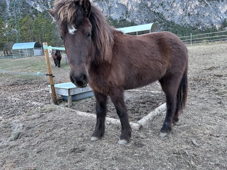 Icelandic Horse Mare 5 years Black in Haiming