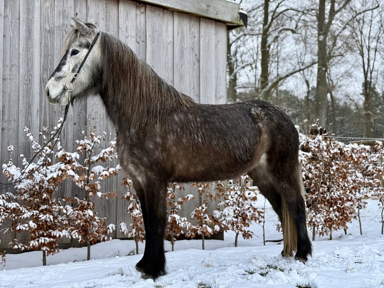 Icelandic Horse Mare 5 years Grey-Dark-Tan in Gilten
