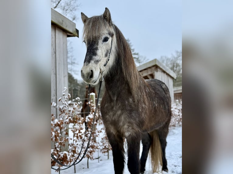 Icelandic Horse Mare 5 years Grey-Dark-Tan in Gilten