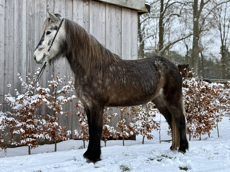 Icelandic Horse Mare 5 years Grey-Dark-Tan in Gilten