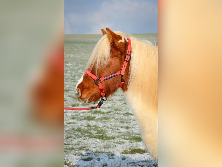 Icelandic Horse Mare 5 years Pinto in Straßwalchen