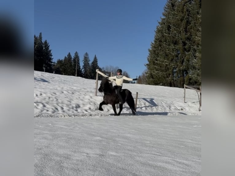 Icelandic Horse Mare 5 years Roan-Blue in Gestratz