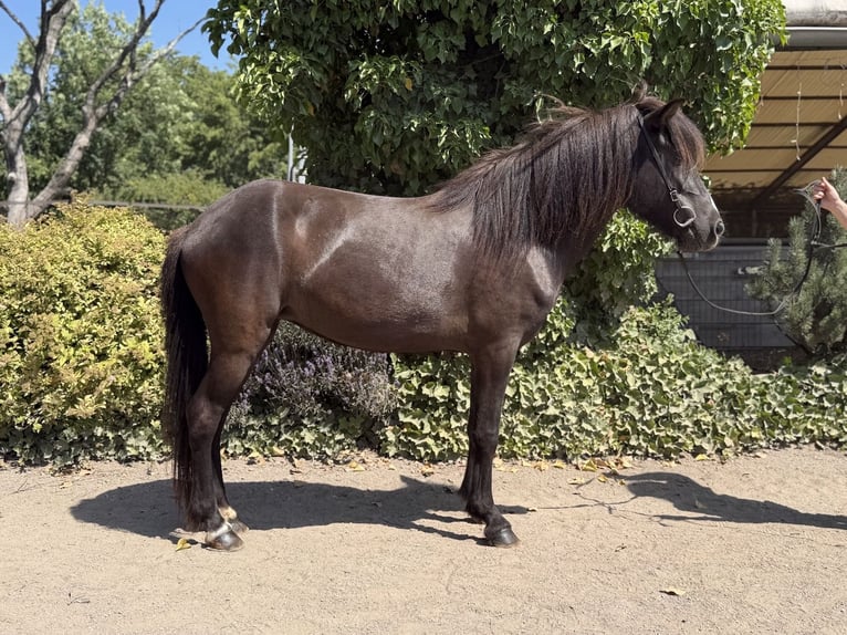 Icelandic Horse Mare 6 years 12.3 hh  in Bad Honnef
