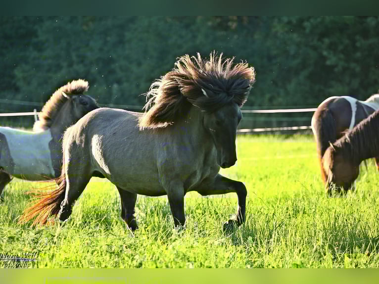Icelandic Horse Mare 6 years 12,3 hh Grullo in Lauterhofen