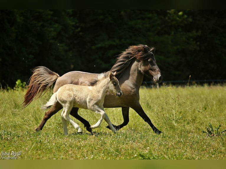 Icelandic Horse Mare 6 years 12,3 hh Grullo in Lauterhofen