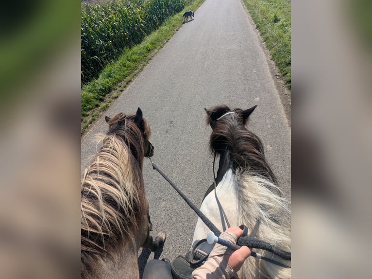 Icelandic Horse Mare 6 years 12,3 hh Grullo in Lauterhofen
