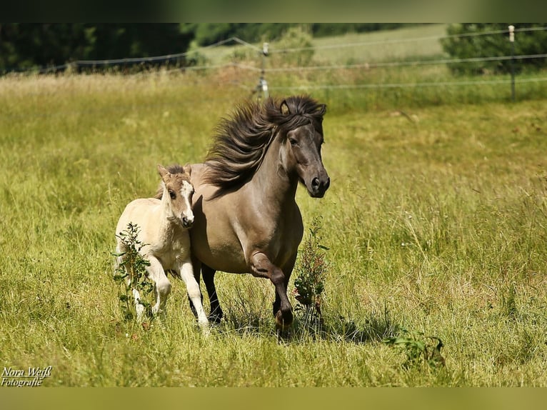 Icelandic Horse Mare 6 years 12,3 hh Grullo in Lauterhofen