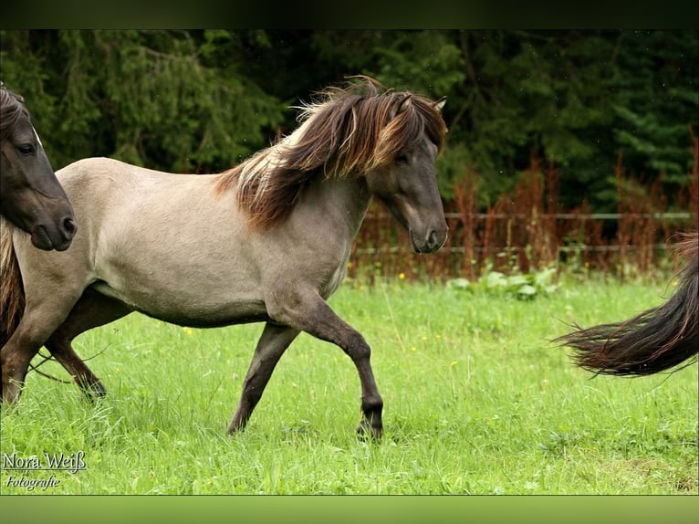 Icelandic Horse Mare 6 years 12,3 hh Grullo in Lauterhofen