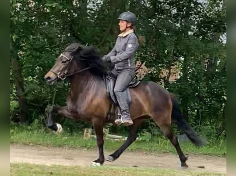 Icelandic Horse Mare 6 years 13.1 hh Bay-Dark in Wiemersdorf