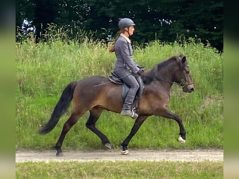 Icelandic Horse Mare 6 years 13.1 hh Bay-Dark in Wiemersdorf