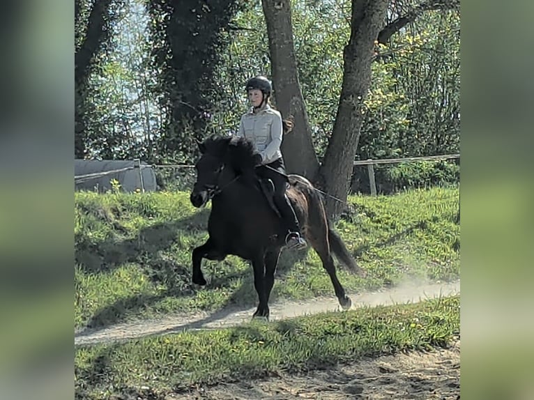 Icelandic Horse Mare 6 years 13.1 hh Bay-Dark in Wiemersdorf
