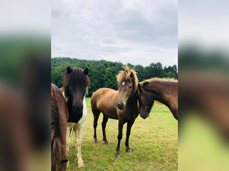 Icelandic Horse Mare 6 years 13,1 hh Black in Kumberg