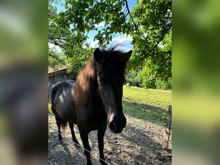 Icelandic Horse Mare 6 years 13,1 hh Black in Oberstenfeld