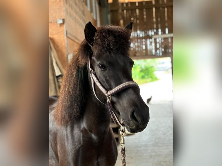 Icelandic Horse Mare 6 years 13,1 hh Black in Oberstenfeld