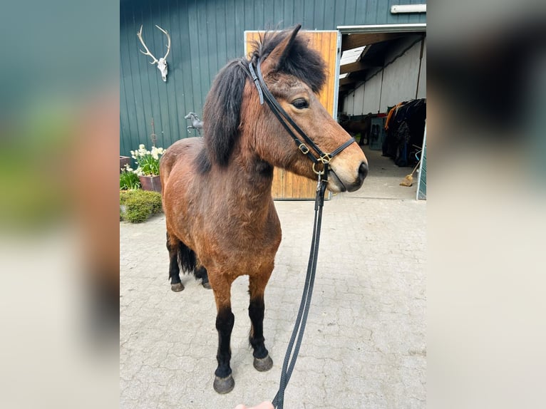 Icelandic Horse Mare 6 years 13,1 hh Brown in Schwanewede