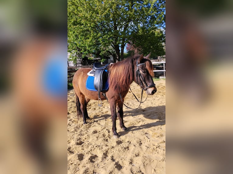 Icelandic Horse Mare 6 years 13.1 hh Brown in Markersdorf