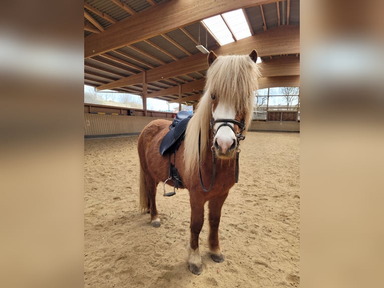 Icelandic Horse Mare 6 years 13,1 hh Chestnut-Red in Selters (Taunus)